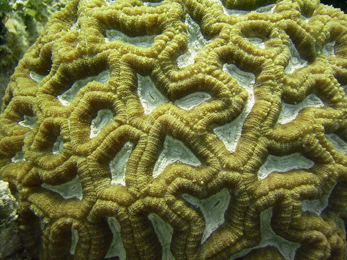 Isophyllia rigida