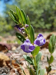 Scutellaria brittonii