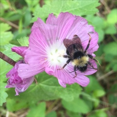 Bombus flavidus flavidus