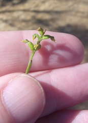 Genoplesium pumilum