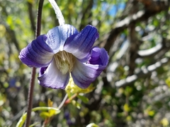 Clematis hirsutissima