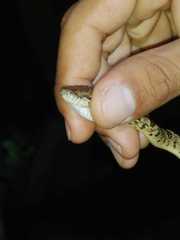 Leptodeira ashmeadii