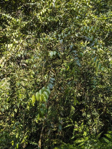 Pternandra azurea observed 2024-06-23