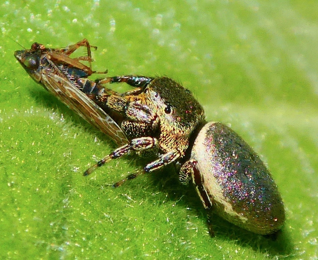Leaf-beetle Jumping Spiders