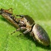 Leaf-beetle Jumping Spiders - Photo (c) dlbowls, some rights reserved (CC BY-NC), uploaded by dlbowls