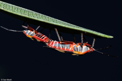 Oncopeltus unifasciatellus