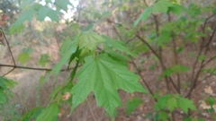 Acer binzayedii, photograph (c) Carlos Martínez, some rights reserved (CC BY)