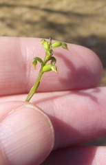 Genoplesium pumilum
