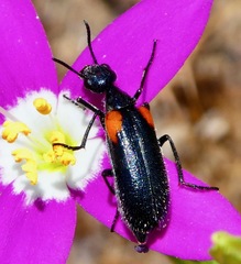 Eupompha elegans elegans