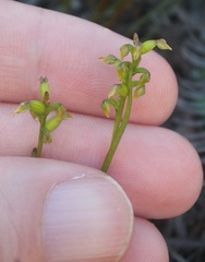 Genoplesium pumilum