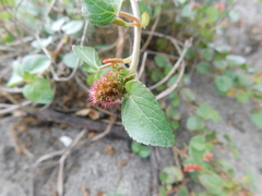 Acalypha microphylla