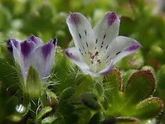Nemophila spatulata