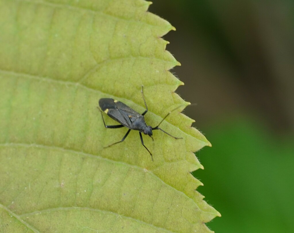 Closterotomus ventralis