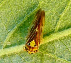 Caladonus coquilletti