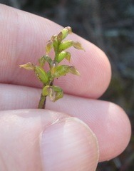 Genoplesium pumilum