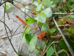 Acalypha microphylla