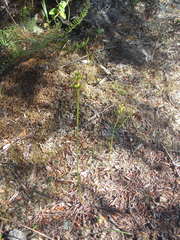 Genoplesium pumilum