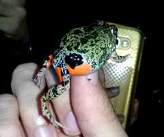 Pleurodema brachyops