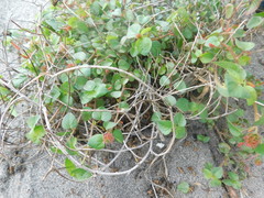 Acalypha microphylla