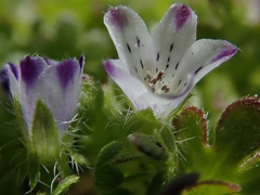 Nemophila spatulata