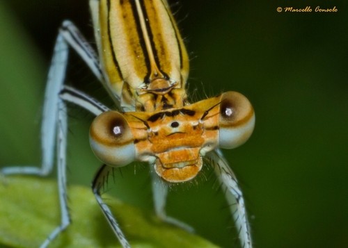 Baltakojė strėliukė nuotrauka