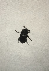 Nicrophorus pustulatus