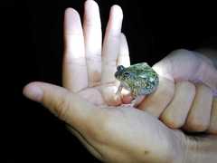 Pleurodema brachyops