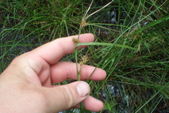 Rhynchospora glomerata