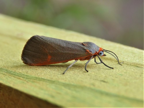 Virbia costata photo 2