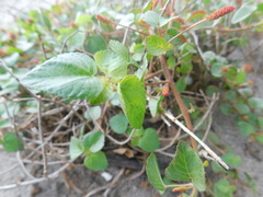 Acalypha microphylla