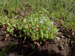 Nemophila spatulata