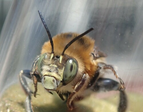 Anthophore cuissarde