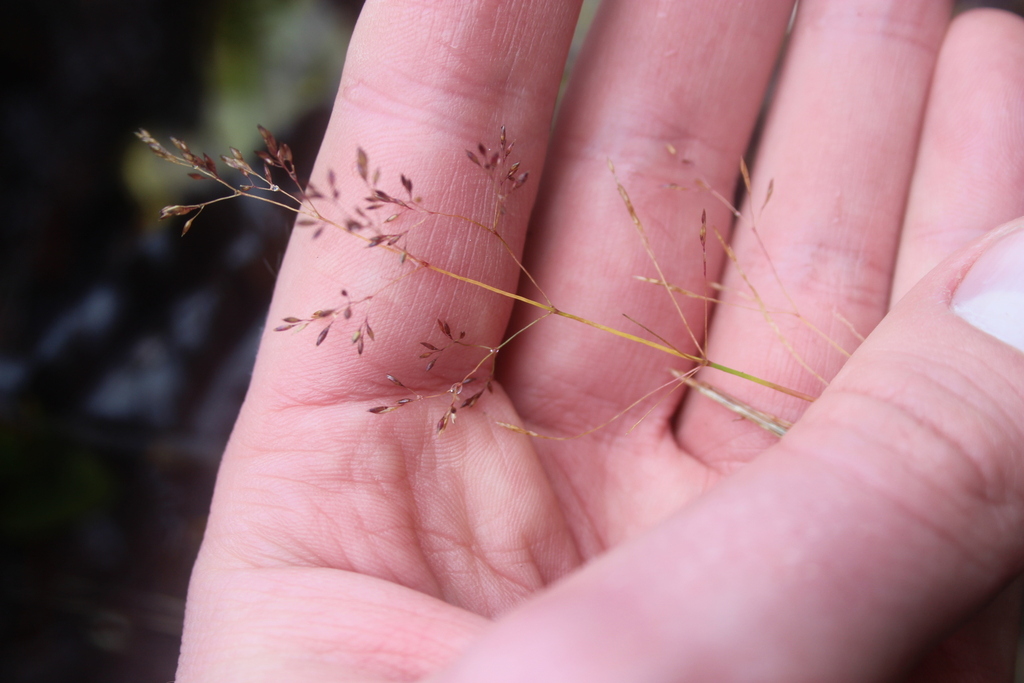 Agrostis petriei