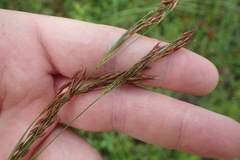 Rhynchospora inexpansa