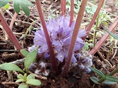 Hydrophyllum capitatum