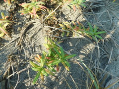 Pectis multiflosculosa