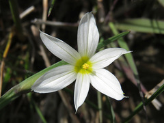 Sisyrinchium