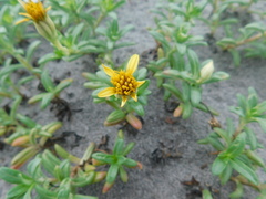 Pectis multiflosculosa