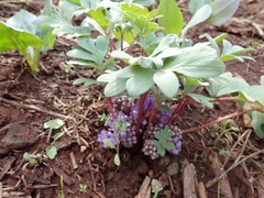 Hydrophyllum capitatum