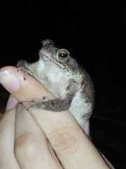 Rhinella humboldti