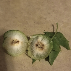 Amphibolips quercusspongifica