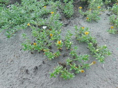 Pectis multiflosculosa