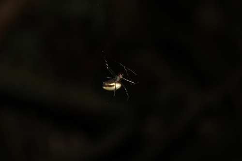 Mesida yini