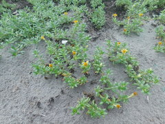 Pectis multiflosculosa