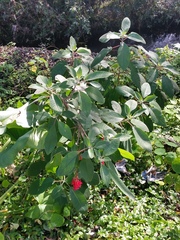 Fuchsia boliviana luxurians