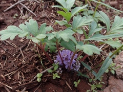 Hydrophyllum capitatum