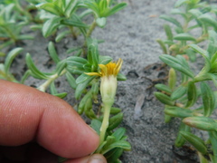 Pectis multiflosculosa