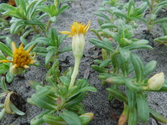 Pectis multiflosculosa