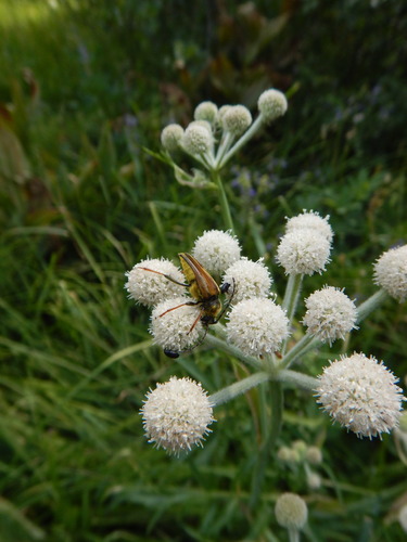 iNaturalist observation photo of Yellow Velvet Beetle