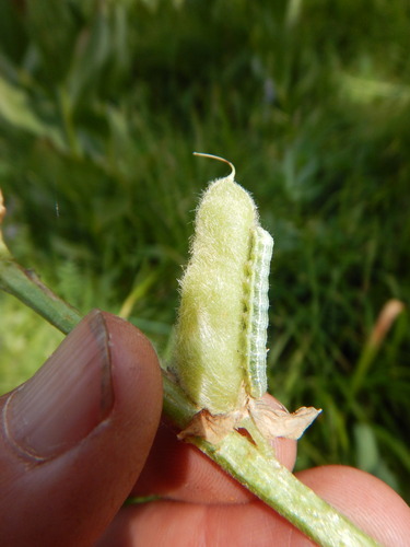 iNaturalist observation photo of Insects
